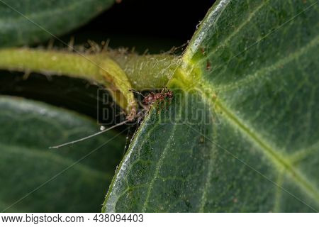 Adult Higher Myrmicine Ants Of The Genus Wasmannia