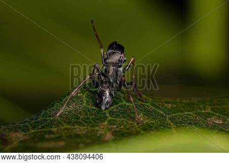 Male Adult Jumping Spider Of The Genus Sarinda That Mimics Carpenter Ants Of The Genus Camponotus