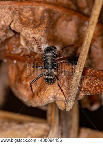 Male Adult Jumping Spider Of The Genus Sarinda That Mimics Carpenter Ants Of The Genus Camponotus