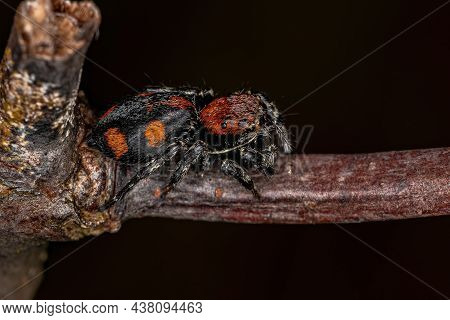 Small Jumping Spider