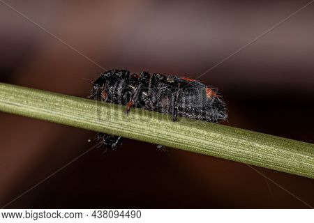 Small Jumping Spider