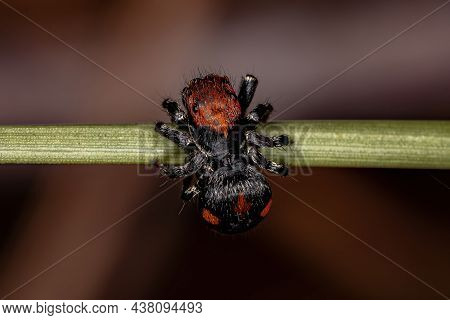 Small Jumping Spider