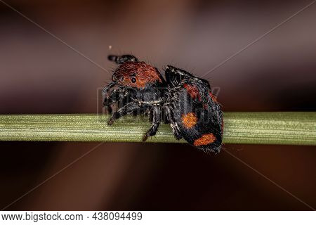 Small Jumping Spider