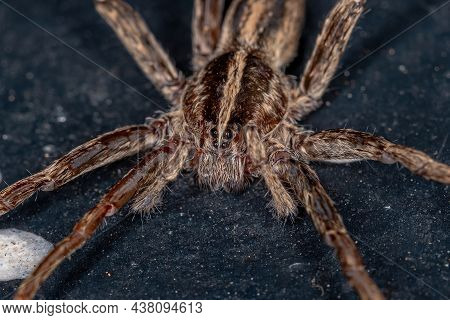 Adult Female Wandering Spider