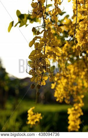 Golden Rain Tree Yellow Flowers