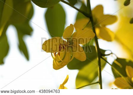 Golden Rain Tree Yellow Flowers