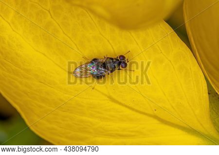 Adult Soldier Fly Of The Family Stratiomyidae