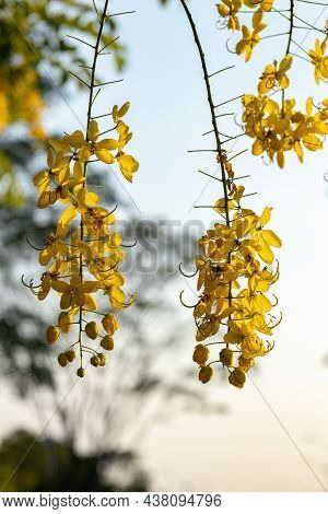 Golden Rain Tree Yellow Flowers