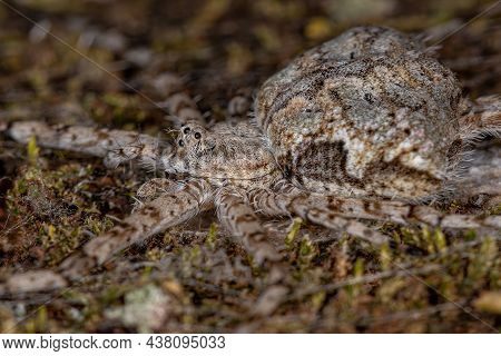 Adult Longspinneret Spider Of The Family Hersiliidae