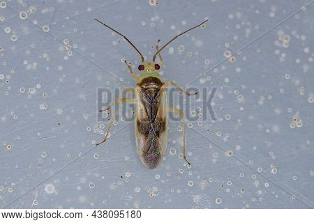 Adult Plant Bug Of The Family Miridae