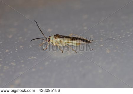 Adult Plant Bug Of The Family Miridae
