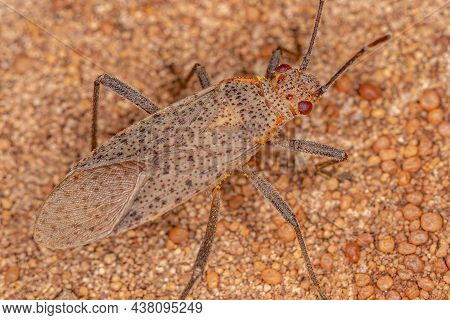 Adult Soapberry Bug Of The Genus Jadera