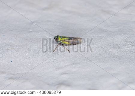 Small Typical Leafhopper Of The Subfamily Deltocephalinae