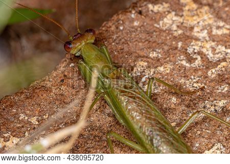 Acontistid Mantis Nymph