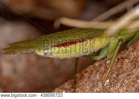 Acontistid Mantis Nymph