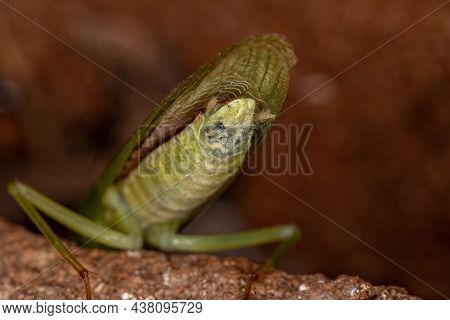Acontistid Mantis Nymph