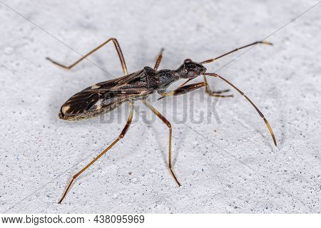 Adult Dirt-colored Seed Bug Of The Subfamily Rhyparochrominae