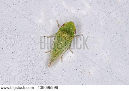 Adult Flat Headed Leafhopper Of The Genus Xerophloea
