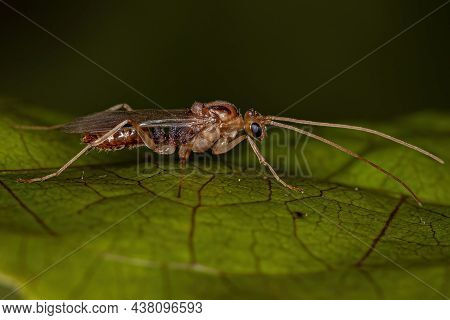 Adult Male Winged Trap-jaw Ant Of The Genus Odontomachus