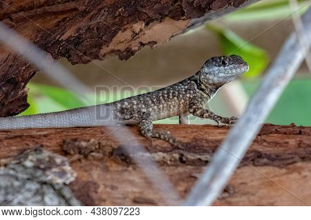 Small Ground Lizard Of The Genus Tropidurus