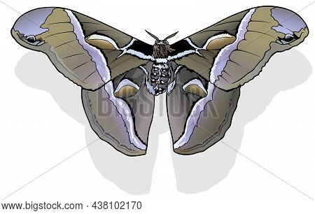 Ailanthus Silkmoth - Beautiful Tropical Butterfly Samia Cynthia Isolated On White Background, Vector