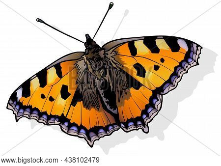 Small Tortoiseshell - Beautiful Butterfly Aglais Urticae Isolated On White Background, Vector Illust