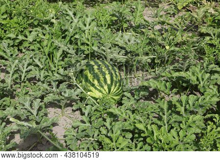 Ripe Green Watermelon And Plant Leaves In Cultivated Sandy Soil In Summer