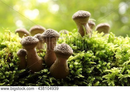Mushrooms tree trunk Closeup Nature Macro plant Nature background trees Nature background Nature background Mushroom Nature autumnal Nature background Nature background Autumn forest Nature background outdoor Nature background Nature background.