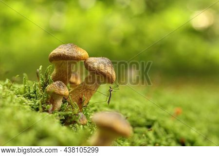 Mushrooms tree trunk Closeup Nature Macro plant Nature background trees Nature background Nature background Mushroom Nature autumnal Nature background Nature background Autumn forest Nature background outdoor Nature background Nature background.