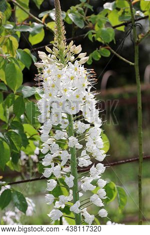White Foxtail Lily, Eremurus Species, Flowering Spike With A Blurred Background Of Leaves.