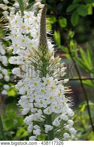 White Foxtail Lily, Eremurus Species, Flowering Spikes With A Blurred Background Of Leaves.
