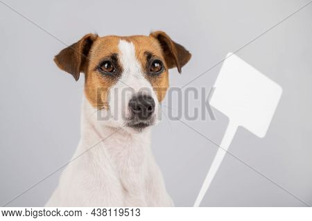Jack Russell Terrier With A Sign On A White Background. Dog Holding Bogus Ad.