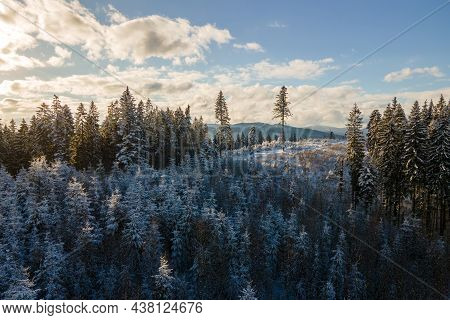 Winter Landscape With Spruse Trees Of Snow Covered Forest In Cold Mountains.