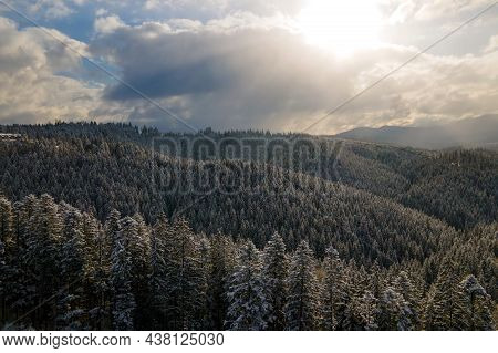 Winter Landscape With Spruse Trees Of Snow Covered Forest In Cold Mountains.