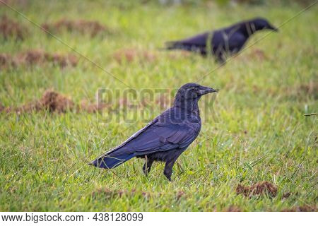 Fish Crows (corvus Ossifragus) Check The Lawn For Insects. Raleigh, North Carolina.