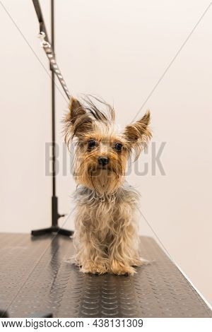 Small Pitiable Dog Portrait Looking At Camera After Washing In Grooming Salon, Vertical Photography,