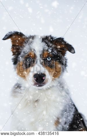 Beautiful Juvenile Male Blue Merle Australian Shepherd Puppy Sitting In The Snow.  Selective Focus W
