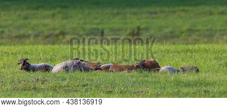 Goat Herd Resting In Summer Meadow, Podlaskie Voivodeship, Poland, Europe
