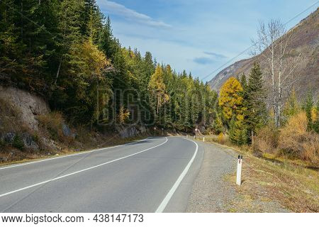 Colorful Autumn Landscape With Larches With Yellow Branches Along Mountain Highway. Coniferous Fores