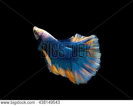 Colorful Betta, Pla-kad (biting Fish) Thai; Halfmoon Blue And Orange Betta Isolated On Black Backgro