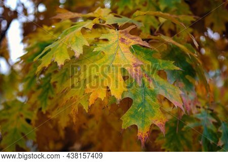 Quercus Palustris, Pine Oak Or Spanish Swamp Oak.
Autumn Time In October. Red Oak Leaves Close Up. A