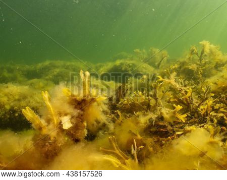 Fucus Vesiculosus Or Bladderwrack Lit Up By Rays Of Sunlight Penetrating The Water. Picture From The