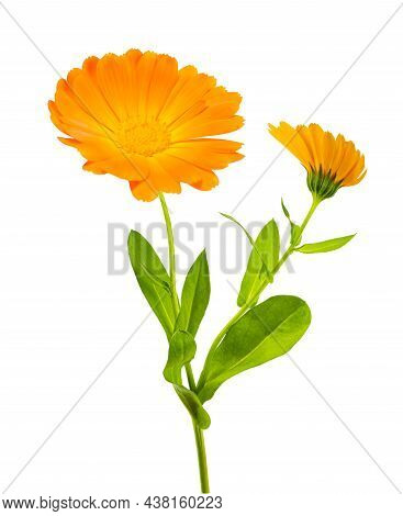 Marigold Plant With Flowersisolated On White Background