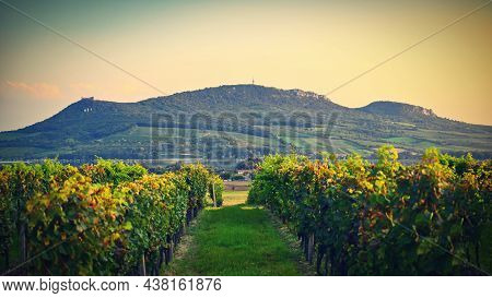 Vineyards - Palava Region. South Moravia, Czech Republic.
