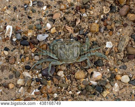 Dead European Green Crab On Llanddwyn Beach On Anglesey. Also Known As The European Shore Crab.