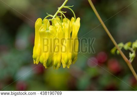 Climbing Dicentra (dactylicapnos Scandens) Flowers