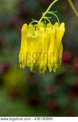 Climbing Dicentra (dactylicapnos Scandens) Flowers