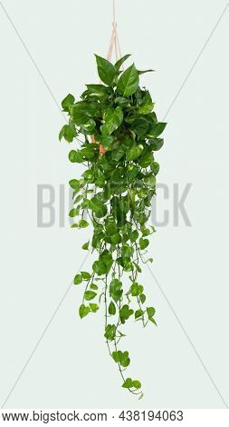 Marble Pothos indoor hanging plant