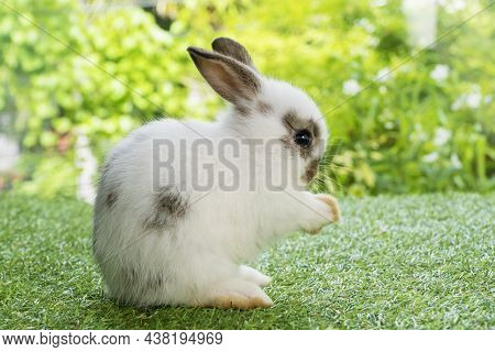 Adorable Baby Fluffy Rabbit White Brown Bunny Sitting On Grass While Posture Greeting Sawasdee Or He