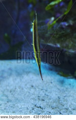 Razorfish, Jointed Razorfish, Coral Shrimpfish (aeoliscus Strigatus).